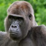 Free Virtual Backgrounds For Google Meet, Gorilla, Ape, Primate, Monkey, Wildlife