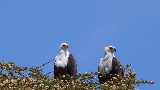 Free Virtual Backgrounds For Zoom Interview, Kite, Hawk, Bird, Eagle, Beak