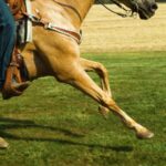 Free War Stock Footage, Hunting Dog, Dog, Canine, Horse, Domestic Animal