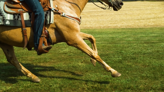 Free War Stock Footage, Hunting Dog, Dog, Canine, Horse, Domestic Animal