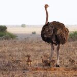 Free Weather Forecast Background Video, Ostrich, Bird, Animal, Mammal, Wild