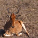 Free Youtube Background Play, Antelope, Ruminant, Wildlife, Wild, Deer