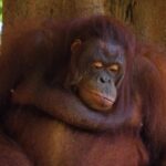 Free Youtube, Orangutan, Ape, Primate, Monkey, Wildlife