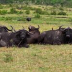 Free Youtube Short Video Download, Water Buffalo, Cattle, Old World Buffalo, Ox, Bovine