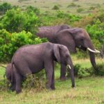 Free Youtube Video Background, Elephant, Mammal, Safari, Wildlife, Tusker