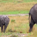 Free Zoom Animated Backgrounds, Tusker, Elephant, Mammal, Safari, Wildlife