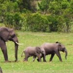 Free Zoom Background Video Loop, Elephant, Mammal, Safari, Wildlife, Tusker