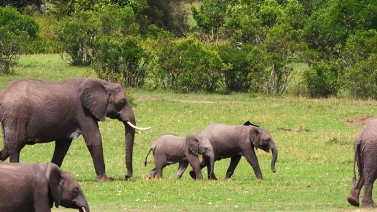 Free Zoom Background Video Loop, Elephant, Mammal, Safari, Wildlife, Tusker