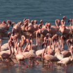 Free Zoom Moving Backgrounds, Flamingo, Wading Bird, Aquatic Bird, Bird, Water