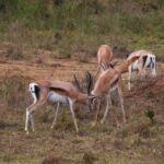 Freef Stock, Gazelle, Antelope, Ruminant, Wildlife, Deer