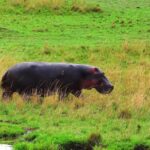 Friends Stock Video, Hippopotamus, Ungulate, Mammal, Wildlife, Wild