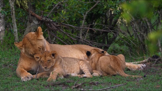 Friends Video Clips Download, Predator, Lion, Big Cat, Feline, Wildlife