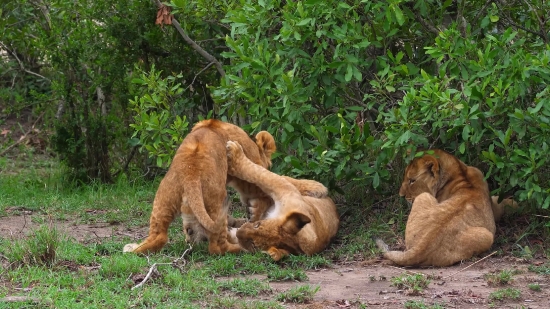 Full Black Background Video Download, Lion, Feline, Big Cat, Predator, Wildlife