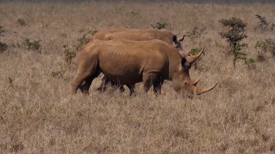 Full Hd Video 1920×1080 Download, Rhinoceros, Odd-toed Ungulate, Ungulate, Mammal, Placental