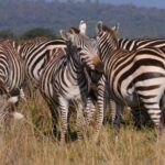 Full Hd Video Wallpaper Download, Zebra, Equine, Ungulate, Wildlife, Safari