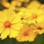 Full Moon Stock Footage Free, Flower, Plant, Herb, Vascular Plant, Yellow