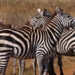 Full Moon Video Clip, Zebra, Equine, Ungulate, Wildlife, Safari