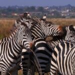 Full Screen Background Video Download, Zebra, Equine, Ungulate, Wildlife, Safari