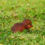 Full Video Free Download, Rodent, Squirrel, Mammal, Fox Squirrel, Mongoose