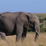 Funeral Stock Video, Elephant, Mammal, Safari, Wildlife, Wild