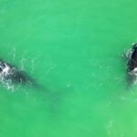 Funny Animal Clips, Great White Shark, Shark, Water, Sea, Ocean