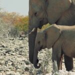 Funny Animals Video Clips, Elephant, Mammal, Safari, Wildlife, Wild