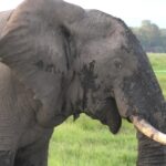 Funny Clips For Editing, Elephant, Mammal, Safari, Wildlife, Tusker