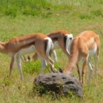 Funny Clips For Youtube Video Download, Gazelle, Antelope, Ruminant, Wildlife, Deer