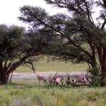 Funny Clips On Youtube, Antelope, Impala, Ruminant, Tree, Gazelle