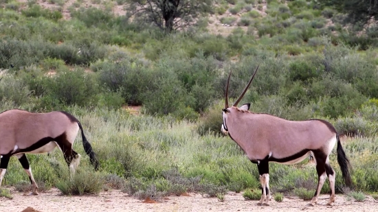 Funny Clips Short, Gazelle, Antelope, Ruminant, Wildlife, Deer