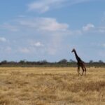 Funny Clips Without Copyright, Giraffe, Ostrich, Landscape, Safari, Bird