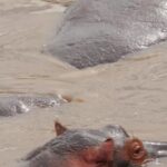 Funny Dog Clips, Hippopotamus, Ungulate, Mammal, Water, Beach