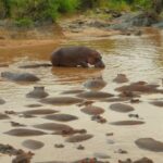 Funny Footage, Hippopotamus, Ungulate, Mammal, Water, Wildlife