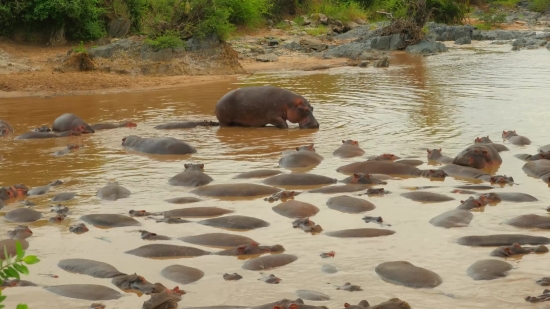 Funny Footage, Hippopotamus, Ungulate, Mammal, Water, Wildlife