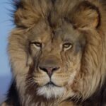 Funny Free Stock Videos, Lion, Predator, Feline, Big Cat, Cat