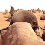 Funny Movie Video Clips Download, Sea Lion, Eared Seal, Seal, Walrus, Aquatic Mammal