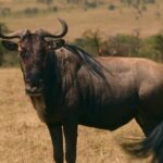 Funny Video Clips Download Free Mp4, Bull, Water Buffalo, Placental, Old World Buffalo, Mammal