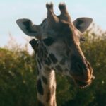 Funny Video Clips Short Download, Giraffe, Animal, Mammal, Wildlife, Wild