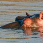 Funny Video Clips Youtubers Use Download No Copyright, Hippopotamus, Ungulate, Mammal, Water, Swimming