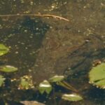 Funny Video Editing Sound Effects, Water Snake, Snake, Water, Reptile, Common Duckweed