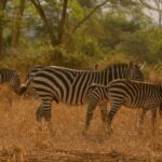 Funny Videos Funny Video, Zebra, Equine, Ungulate, Safari, Wildlife