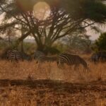 Funny Videos Funny Videos Funny Videos, Zebra, Equine, Ungulate, Wildlife, Safari