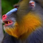 Funny Viral Video Clips Download, Baboon, Monkey, Primate, Wildlife, Ape