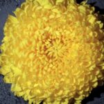 Get Free Videos For Youtube, Petal, Flower, Plant, Yellow, Flora