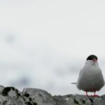 Getty Royalty Free, Bird, Seabird, Auk, Gull, Wildlife