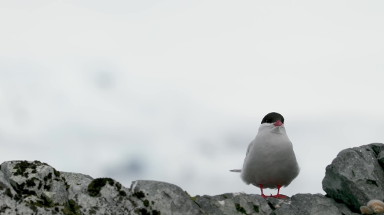 Getty Royalty Free, Bird, Seabird, Auk, Gull, Wildlife