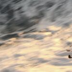 Getty Video Free Download, Water Snake, Water, Sky, Snake, Ocean