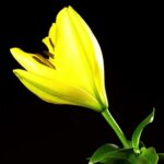 Graduation Stock Video, Tulip, Plant, Flower, Spring, Petal