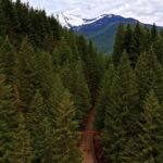 Great White Shark Stock Footage, Mountain, Fir, Tree, Landscape, Mountains