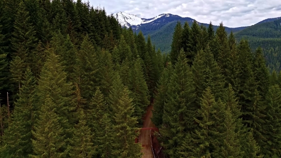 Great White Shark Stock Footage, Mountain, Fir, Tree, Landscape, Mountains